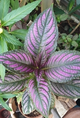 Strobilanthes auriculata