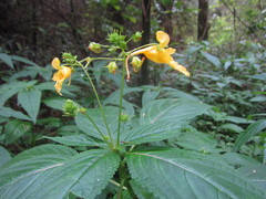 Balsaminaceae
