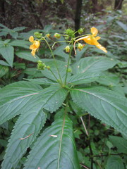 Balsaminaceae