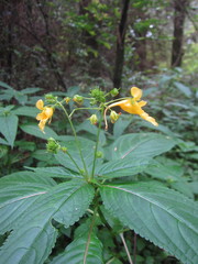 Balsaminaceae