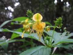 Balsaminaceae