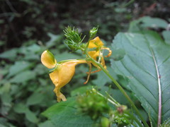 Balsaminaceae