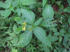 Balsaminaceae