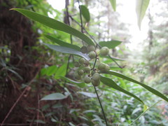 Smilax glabra