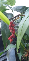 Anthurium gracile