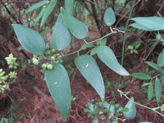 Smilax glabra