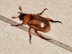 Anomala pallida