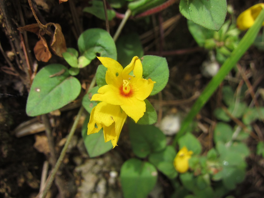 Lysimachia christinae