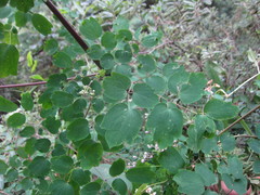 Thalictrum delavayi
