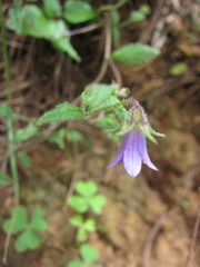 Campanula pallida