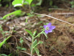 Campanula pallida