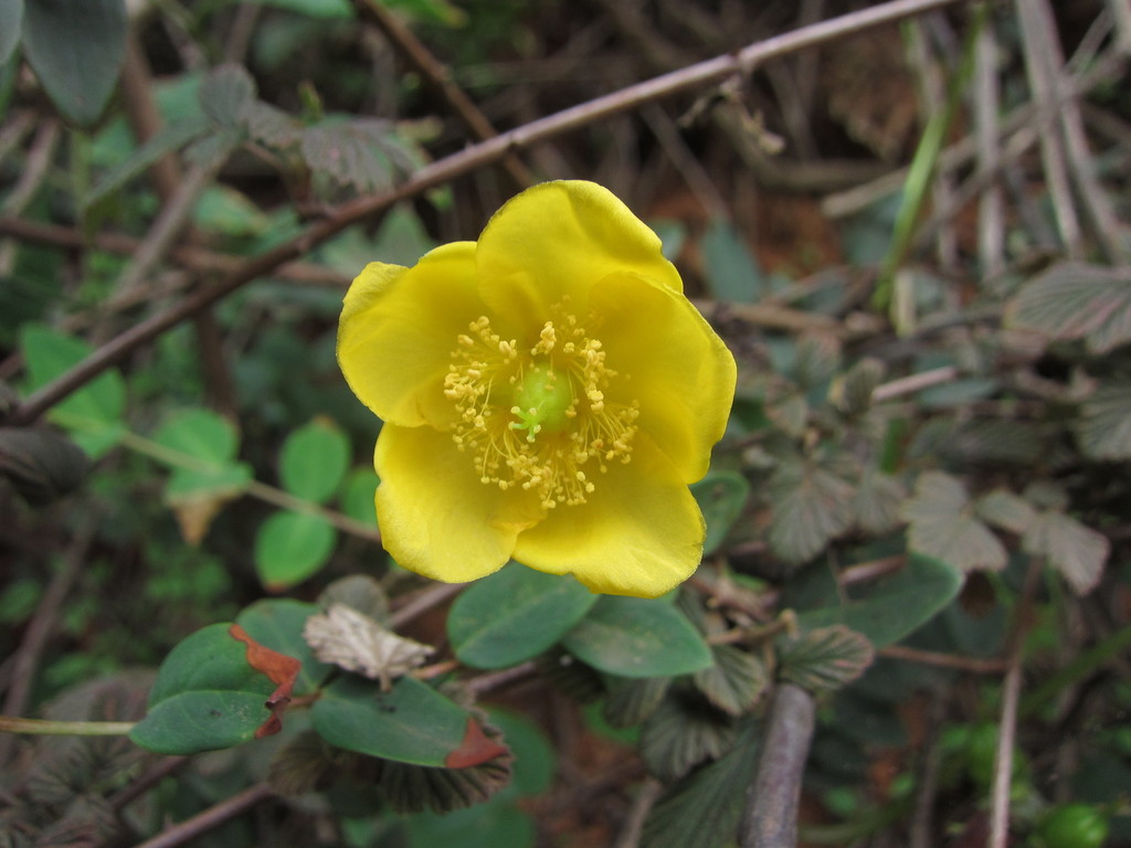 Hypericum bellum (Hypericum bellum)