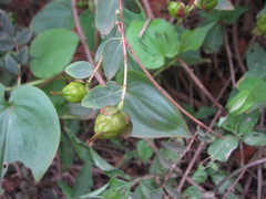 Hypericum bellum