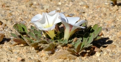 Oxalis adenodes