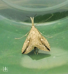 Trigonistis demonias