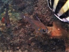 Pempheris klunzingeri