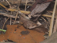 Coptacrinae
