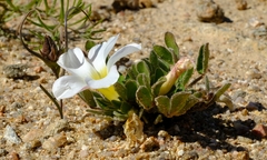 Oxalis adenodes