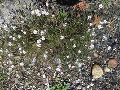 Gypsophila repens