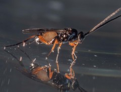Cotesia wonboynensis