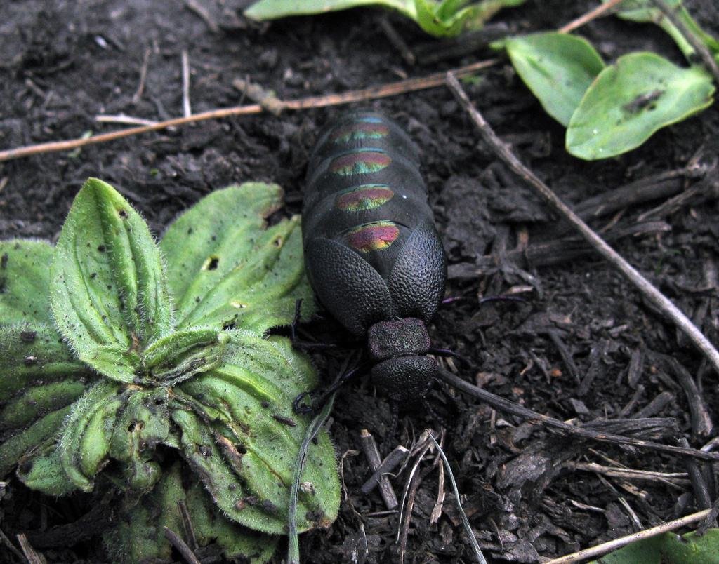 Meloe variegatus