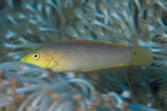 Halichoeres solorensis