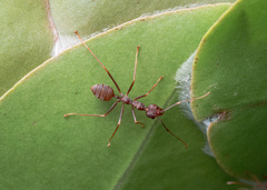 Oecophylla smaragdina