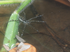 Dolomedes mizhoanus