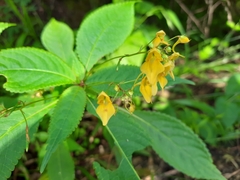 Impatiens racemosa