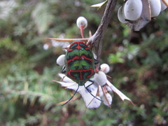 Poecilocoris sanszesignatus