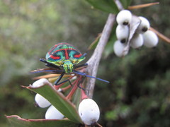 Poecilocoris sanszesignatus