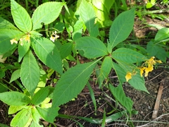 Impatiens racemosa