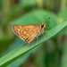 Spotted Grass Dart - Photo (c) MSOne, some rights reserved (CC BY-NC-ND), uploaded by MSOne