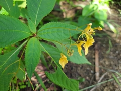 Impatiens racemosa