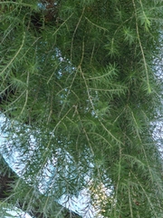 Melaleuca alternifolia