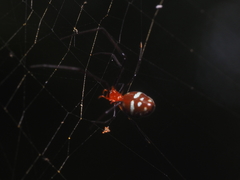 Argyrodes flavescens
