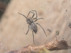 Dendrolycosa
