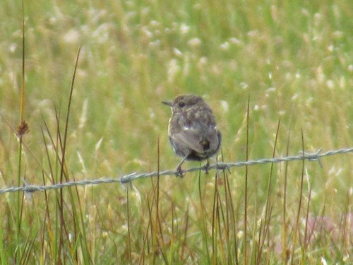 Western Stonechat