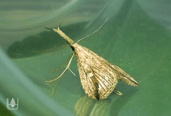 Trigonistis demonias