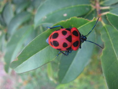 Poecilocoris nepalensis
