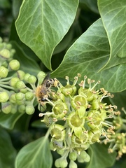 Colletes hederae
