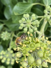 Colletes hederae