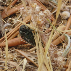 Julodis fidelissima