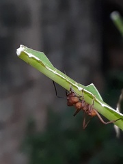 Acromyrmex octospinosus