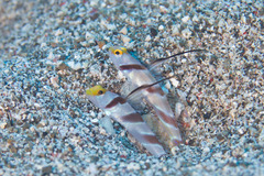 Stonogobiops nematodes