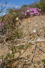 Heliophila variabilis