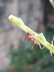 Acromyrmex octospinosus