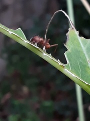 Acromyrmex octospinosus