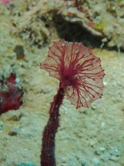 Oceanapia sagittaria