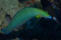 Halichoeres richmondi